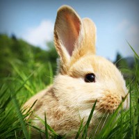 /album/national-yogi-jp/photolia-a03-jpg/